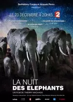 La nuit des éléphants