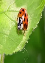 Les insectes, des héros à six pattes